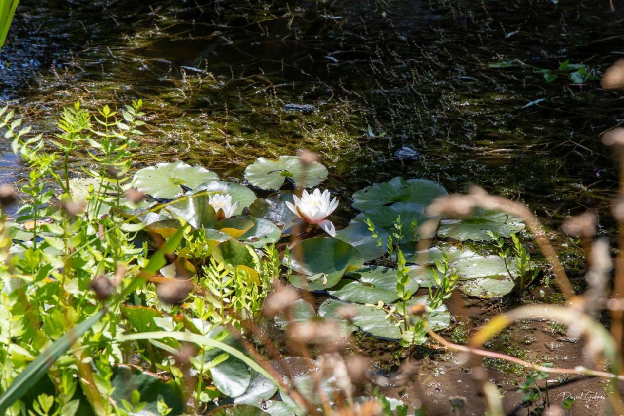 Villa Marguerite 65 Rue Legout Lesage 76260 Ponts Et Marais 外观 照片